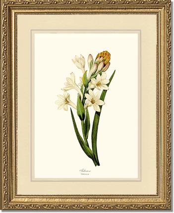 Tuberose | Flower/Floral Art Print