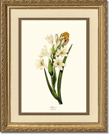Tuberose | Flower/Floral Art Print