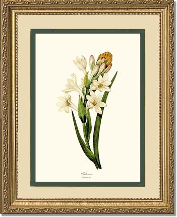 Tuberose | Flower/Floral Art Print