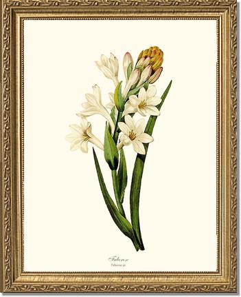 Tuberose | Flower/Floral Art Print