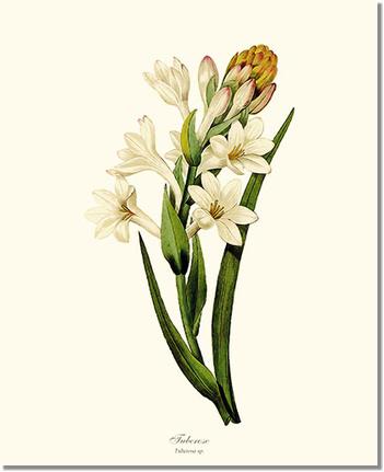 Tuberose | Flower/Floral Art Print