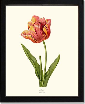Tulip | Flower/Floral Art Print