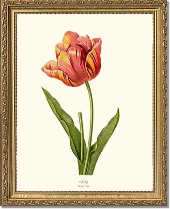 Tulip | Flower/Floral Art Print