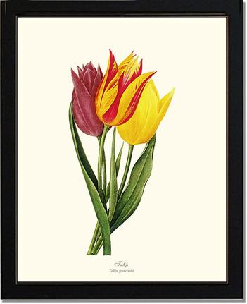 Tulips | Flower/Floral Art Print