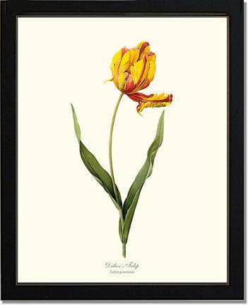 Tulip, Didier's | Flower/Floral Art Print