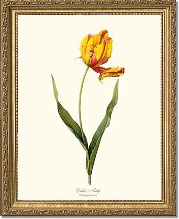 Tulip, Didier's | Flower/Floral Art Print