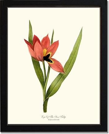 Tulip, Eye-of-the-sun | Flower/Floral Art Print