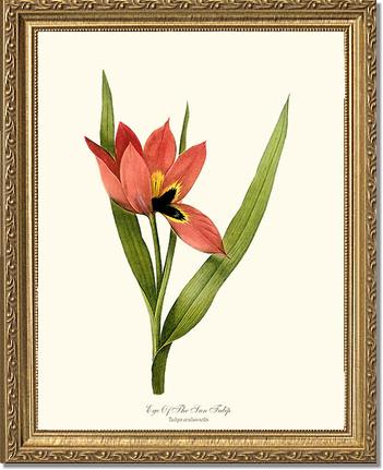 Tulip, Eye-of-the-sun | Flower/Floral Art Print