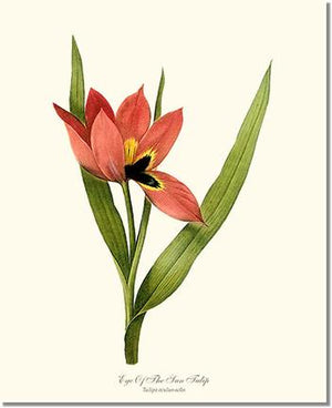 Flower Floral Print: Tulip, Eye-of-the-Sun