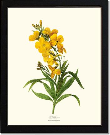 Wallflower | Flower/Floral Art Print
