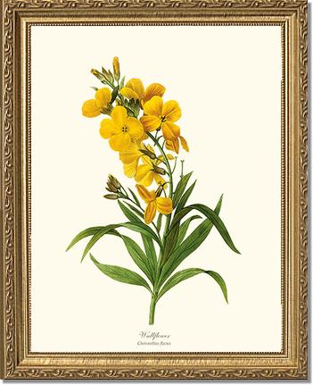 Wallflower | Flower/Floral Art Print