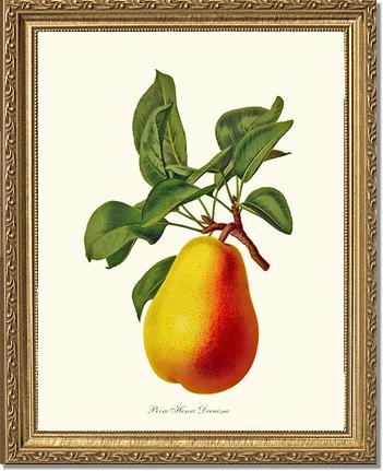 Pear, Henri Decaisne | Vintage Redouté's Fruit Art Print