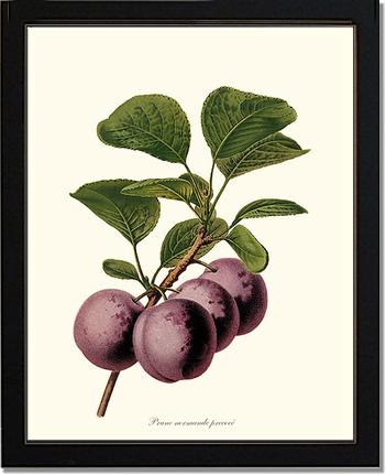 Plums, Normande Precoce | Vintage Redouté's Fruit Art Print