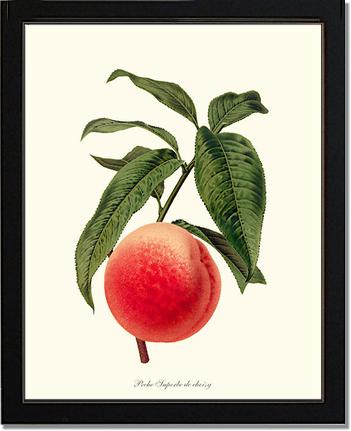 Peach, Superb de Choisy | Vintage Redouté's Fruit Art Print
