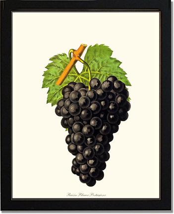 Grapes, Blauer | Vintage Redouté's Fruit Art Print