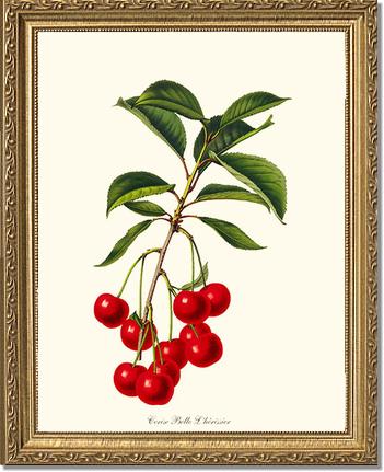 Cherries, Belle L'herissier | Vintage Redouté's Fruit Art Print