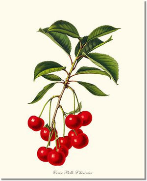 Fruit Print: Cherries, Belle L'herissier