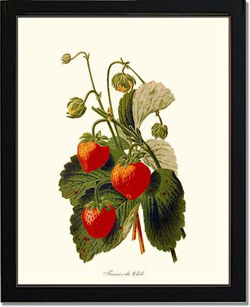 Strawberries | Vintage Redouté's Fruit Art Print