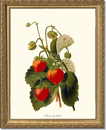 Strawberries | Vintage Redouté's Fruit Art Print