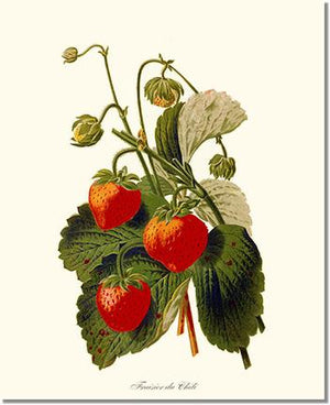 Fruit Print: Strawberries