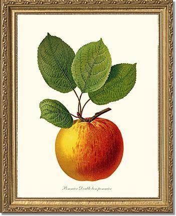 Apple, Double Bon Pommier - Charting Nature