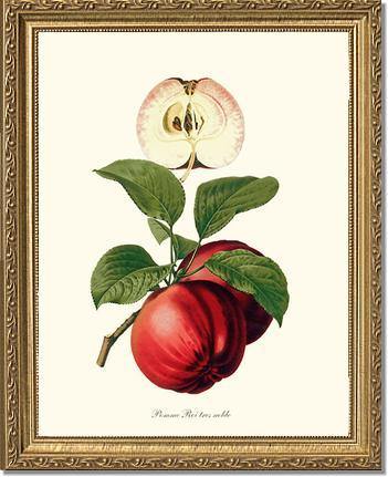 Apple, Roi Tres Noble - Charting Nature