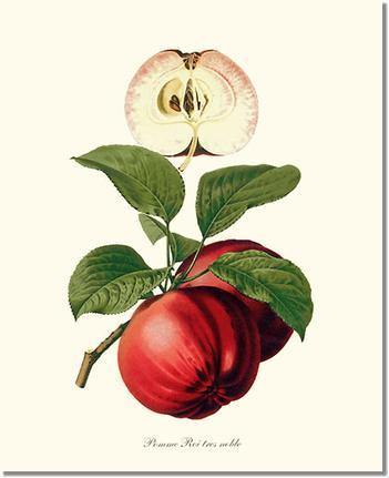 Fruit Print: Apple, Roi Tres Noble
