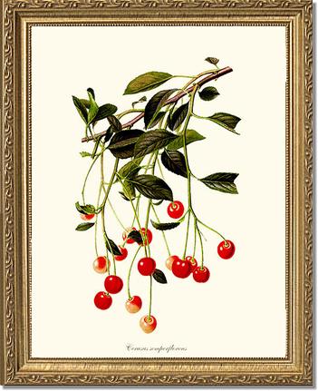 Cherries | Vintage Redouté's Fruit Art Print