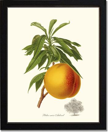 Peach, Aubinel | Vintage Redouté's Fruit Art Print