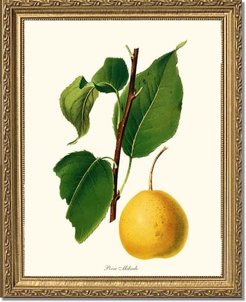 Pear, Mikado | Vintage Redouté's Fruit Art Print
