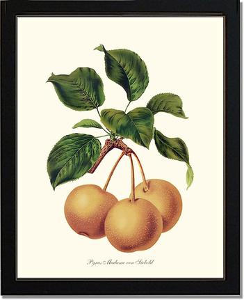 Pears, Madame von Siebold | Vintage Redouté's Fruit Art Print