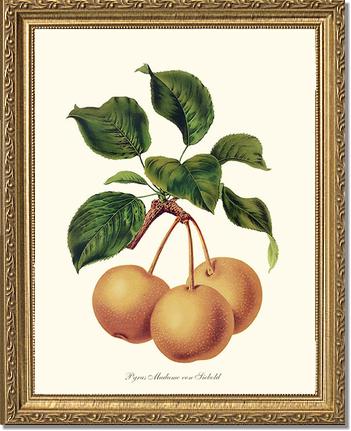 Pears, Madame von Siebold | Vintage Redouté's Fruit Art Print