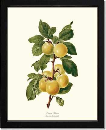 Plum, Reine-Claude | Vintage Redouté's Fruit Art Print