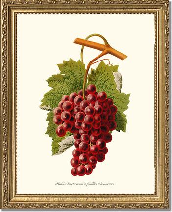 Grape, Barbarossa | Vintage Redouté's Fruit Art Print