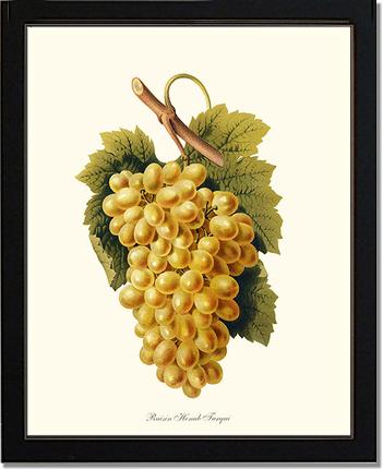 Grape, Henab Turqui | Vintage Redouté's Fruit Art Print