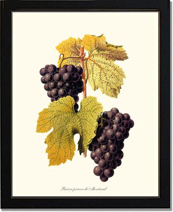 Grape, Wine | Vintage Redouté's Fruit Art Print