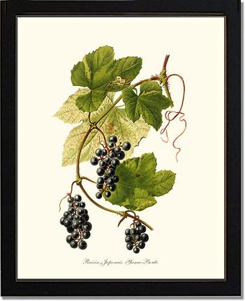 Grape, Wild | Vintage Redouté's Fruit Art Print