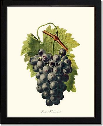 Grape, Kechmishali | Vintage Redouté's Fruit Art Print