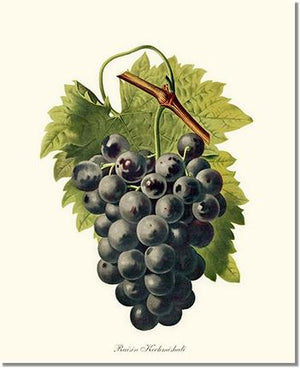 Fruit Print: Grape, Kechmishali