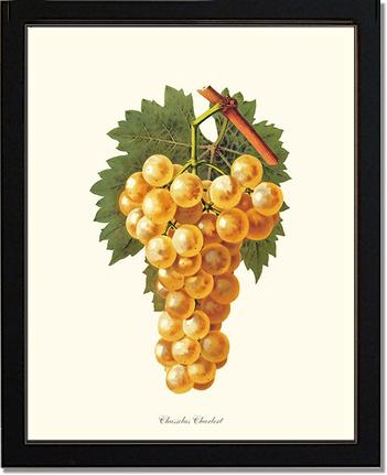 Grapes, Chasselas | Vintage Redouté's Fruit Art Print