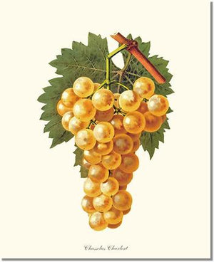 Fruit Print: Grapes, Chasselas