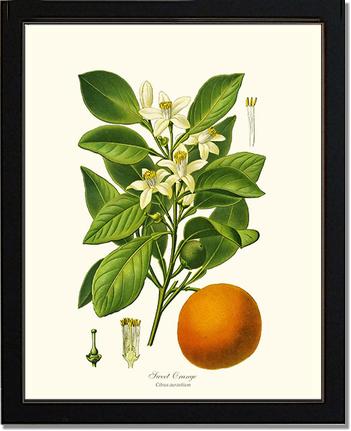 Sweet Orange | Vintage Redouté's Fruit Art Print