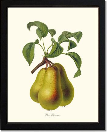 Pear, Riocreux | Vintage Redouté's Fruit Art Print