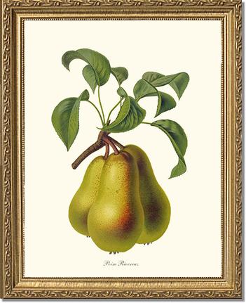Pear, Riocreux | Vintage Redouté's Fruit Art Print
