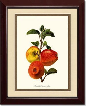 Apple, Galeux - Charting Nature