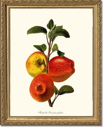 Apple, Galeux - Charting Nature