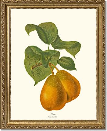 Pear, Sieboldi | Vintage Redouté's Fruit Art Print