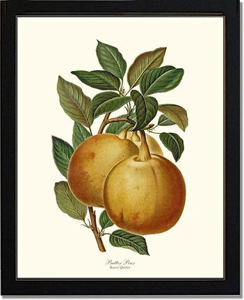Pear, Butter | Vintage Redouté's Fruit Art Print