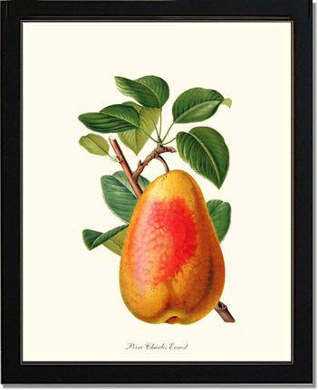 Pear, Charles Earnest | Vintage Redouté's Fruit Art Print