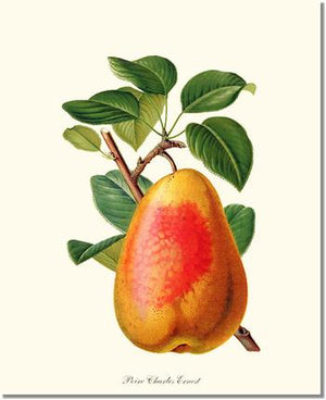 Fruit Print: Pear, Charles Earnest